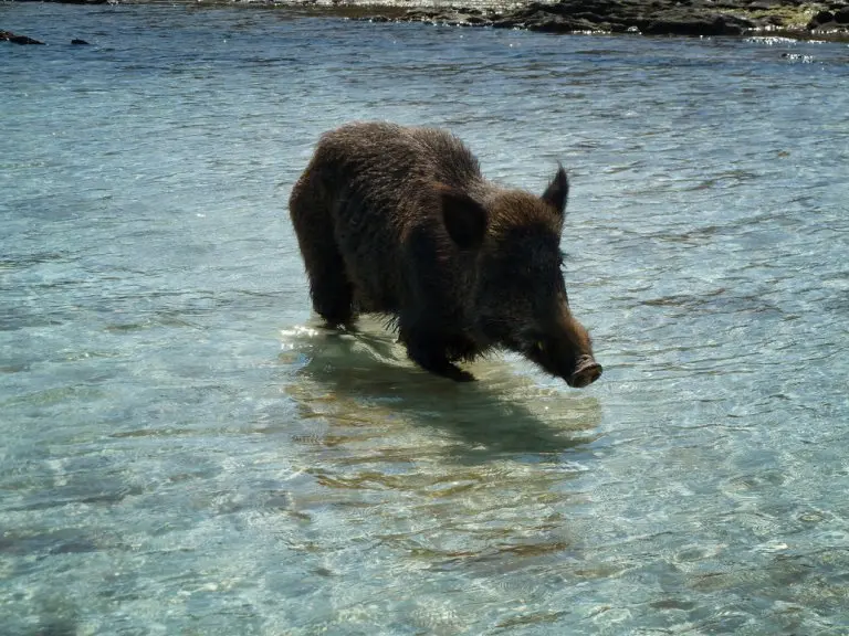 Cinghiale in spiaggia si immerge in mare