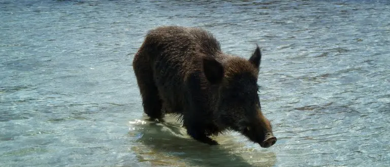 Cinghiale in spiaggia si immerge in mare