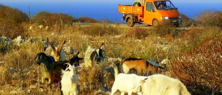 Capre al pascolo, danneggiato il cimitero