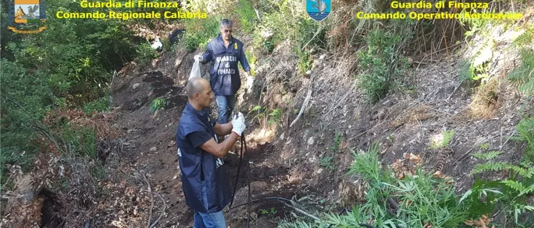 8 piantagioni di marijuana scoperte nella Locride e nel Vibonese dalla Finanza