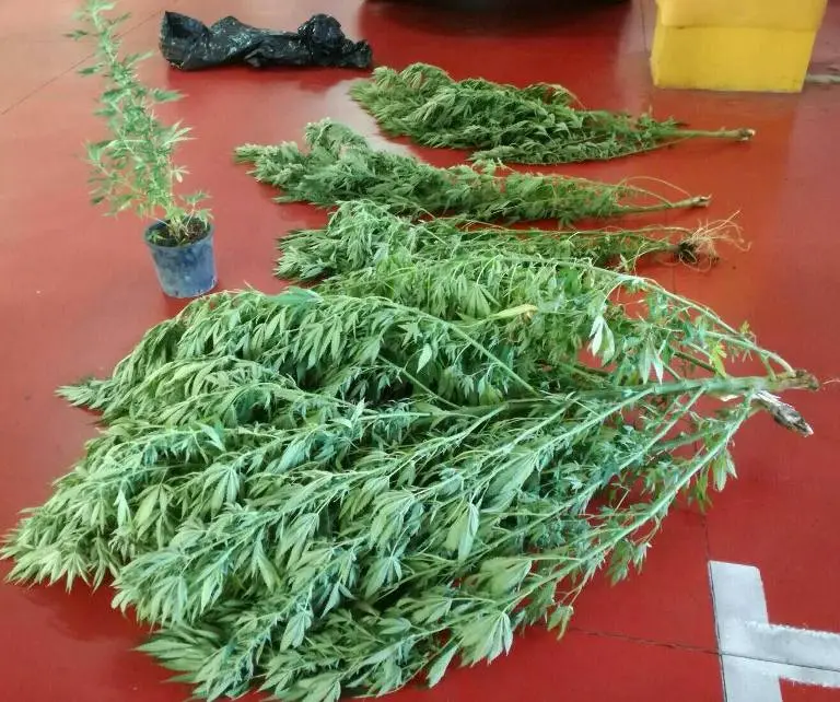 Coltivava cannabis, arrestato 39enne catanzarese