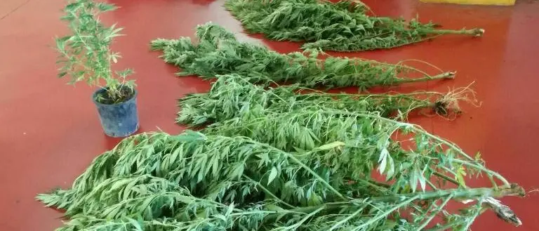 Coltivava cannabis, arrestato 39enne catanzarese