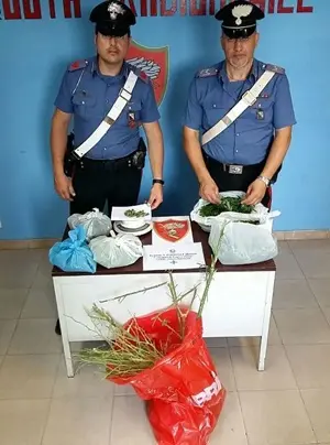 Coltivava cannabis, arrestato un 44enne reggino