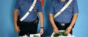 Coltivava cannabis, arrestato un 44enne reggino