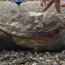 Due esemplari di caretta caretta spiaggiate a Schiavonea