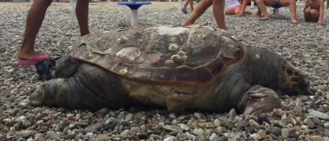 Due esemplari di caretta caretta spiaggiate a Schiavonea