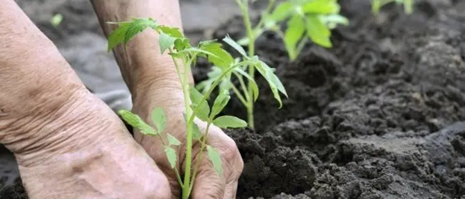 Cosenza, assegnati 122 orti solidali