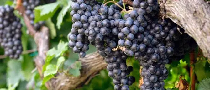 Aumento del titolo alcolometrico nei mosti, la Coldiretti non ci sta