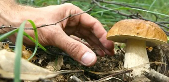 Cercatore di funghi disperso: avviate le ricerche