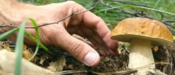 Avvelenamento funghi, salvata una donna all’ospedale di Lamezia