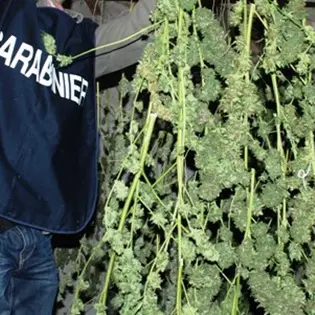 Tre chili e mezzo di cannabis, a Rosarno arrestato imprenditore