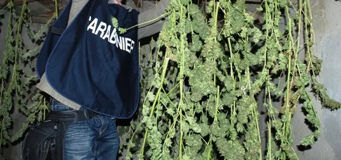 Tre chili e mezzo di cannabis, a Rosarno arrestato imprenditore