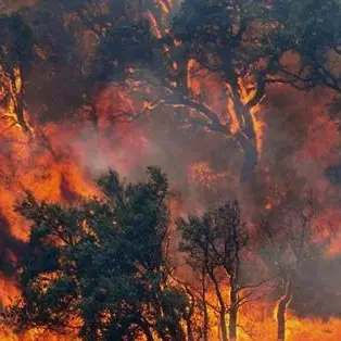 Sorpresa ad appiccare un incendio nel Cosentino: arrestata