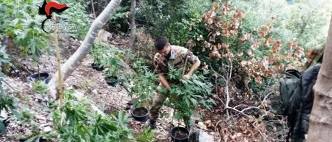 Nascondevano 50 chili di droga: arrestati padre e figlio nel Reggino