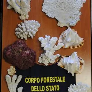 Forestale, sequestrati coralli e conchiglie per 70mila euro