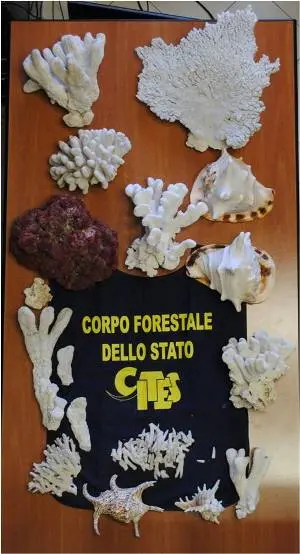 Forestale, sequestrati coralli e conchiglie per 70mila euro