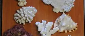 Forestale, sequestrati coralli e conchiglie per 70mila euro