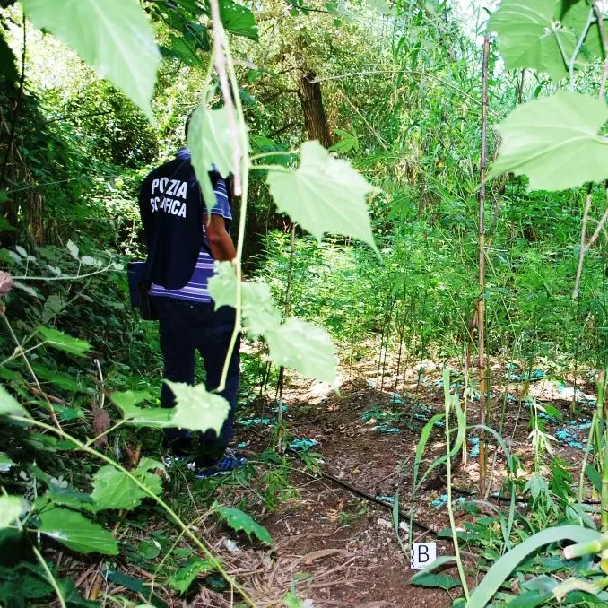Vibo Valentia, su un terreno demaniale scoperte 2000 piante di canapa indiana