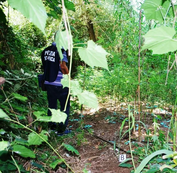 Vibo Valentia, su un terreno demaniale scoperte 2000 piante di canapa indiana