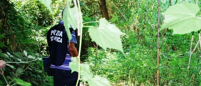 Vibo Valentia, su un terreno demaniale scoperte 2000 piante di canapa indiana