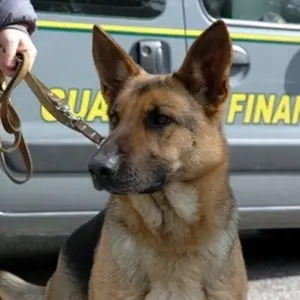 Marijuana sottovuoto per sfuggire ai cani antidroga, arrestato reggino