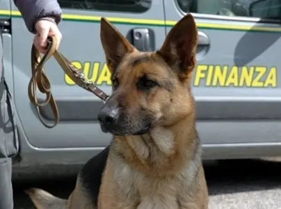 Marijuana sottovuoto per sfuggire ai cani antidroga, arrestato reggino