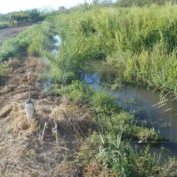 Nei campi inquinati dai liquami fognari si coltiverà la cipolla rossa