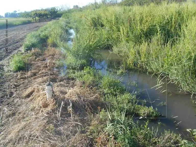 Nei campi inquinati dai liquami fognari si coltiverà la cipolla rossa