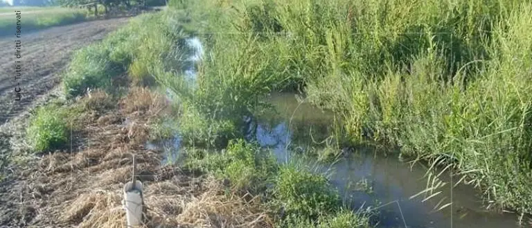 Nei campi inquinati dai liquami fognari si coltiverà la cipolla rossa