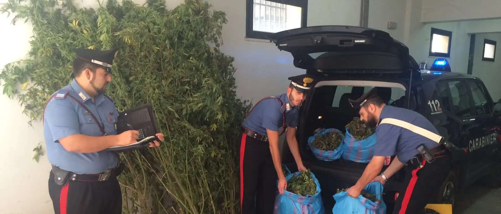 Piantagione di canapa indiana, 5 arresti a Bagnara Calabra NOMI