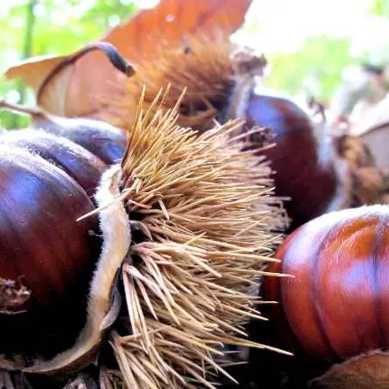 Rubano castagne, in sei ai domiciliari