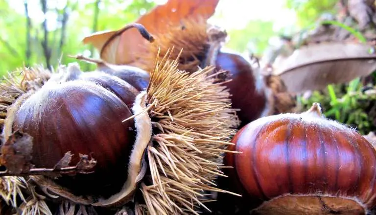 Rubano castagne, in sei ai domiciliari