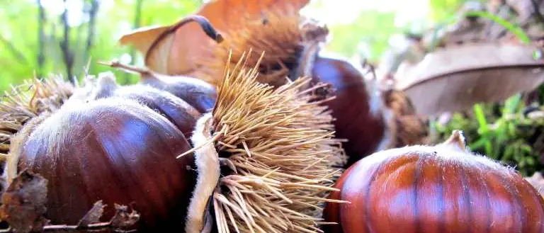 Rubano castagne, in sei ai domiciliari