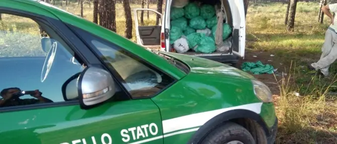 Denunciate cinque persone per furto di pigne nel Cosentino VIDEO