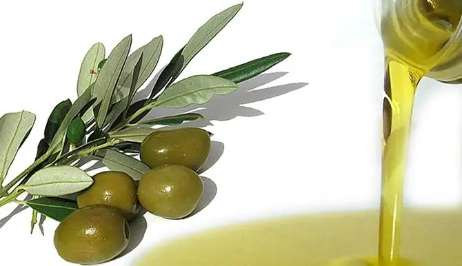 Olio d’oliva, Coldiretti lancia l’allarme: crollo delle produzioni -VIDEO