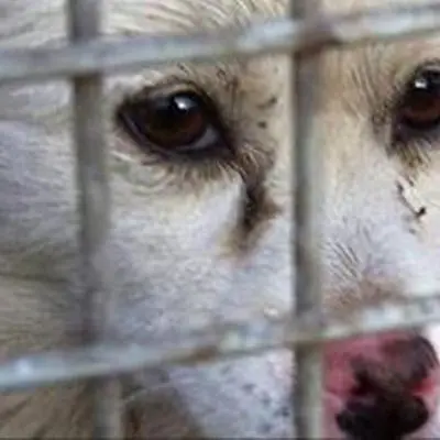 Maltrattava i suoi tre cani, deferito un uomo di Fagnano