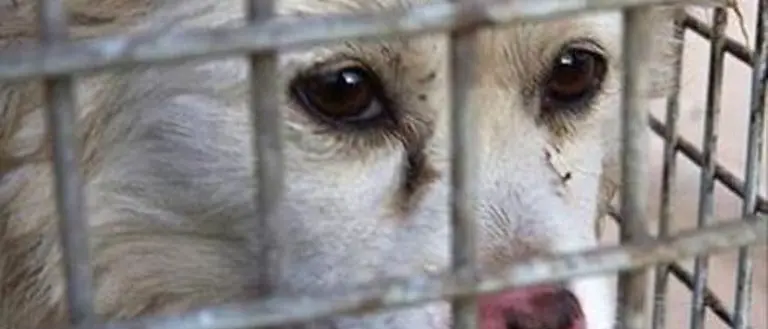 Maltrattava i suoi tre cani, deferito un uomo di Fagnano