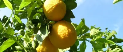 Intimidazione al sindaco di Bruzzano, solidarietà dalla Coldiretti