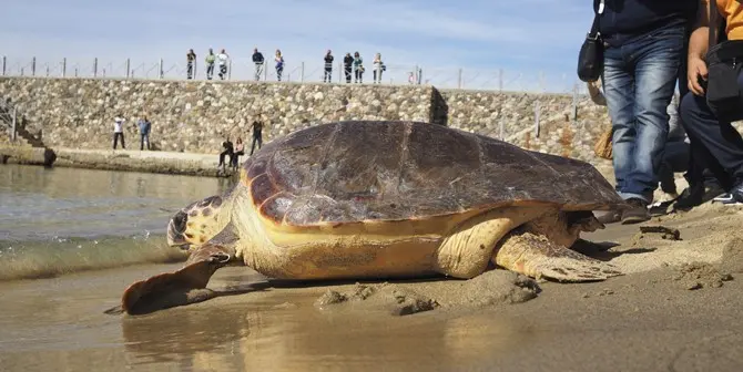 Pizzo, torna in libertà la tartaruga marina Ohana (VIDEO)