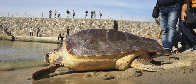 Pizzo, torna in libertà la tartaruga marina Ohana (VIDEO)
