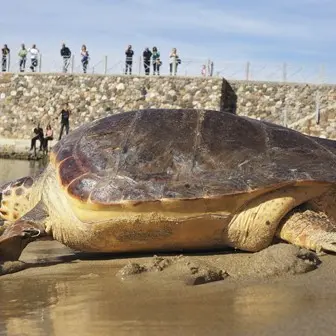 La tartaruga marina Ohana torna in libertà