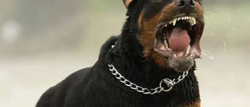 Acri, ragazzo azzannato da un cane lasciato senza museruola