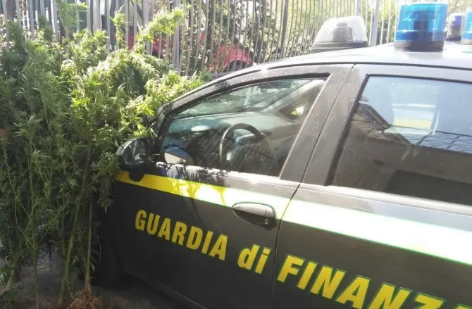 Scoperta piantagione di canapa nel Cosentino: condannati i responsabili