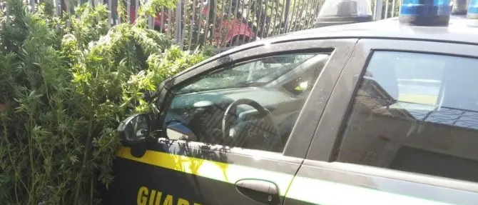 Scoperta piantagione di canapa nel Cosentino: condannati i responsabili