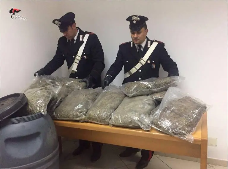 Curinga, rinvenuti in un casolare 30 chilogrammi di marijuana