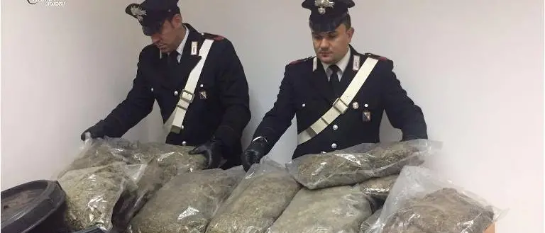 Curinga, rinvenuti in un casolare 30 chilogrammi di marijuana
