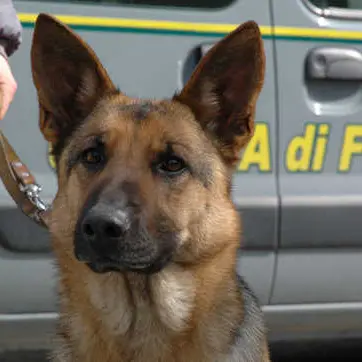 In viaggio con mezzo chilo di marijuana, denunciata