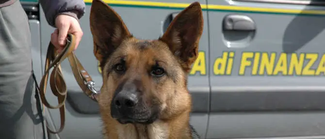 In viaggio con mezzo chilo di marijuana, denunciata