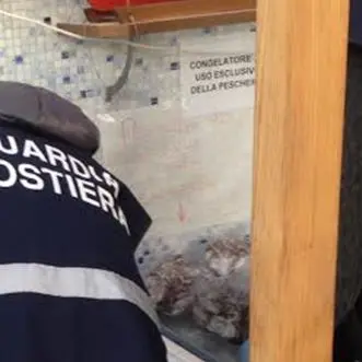 Crotone: sequestrati 300 chili di tonno trasportati senza documenti