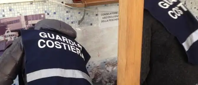 Crotone: sequestrati 300 chili di tonno trasportati senza documenti